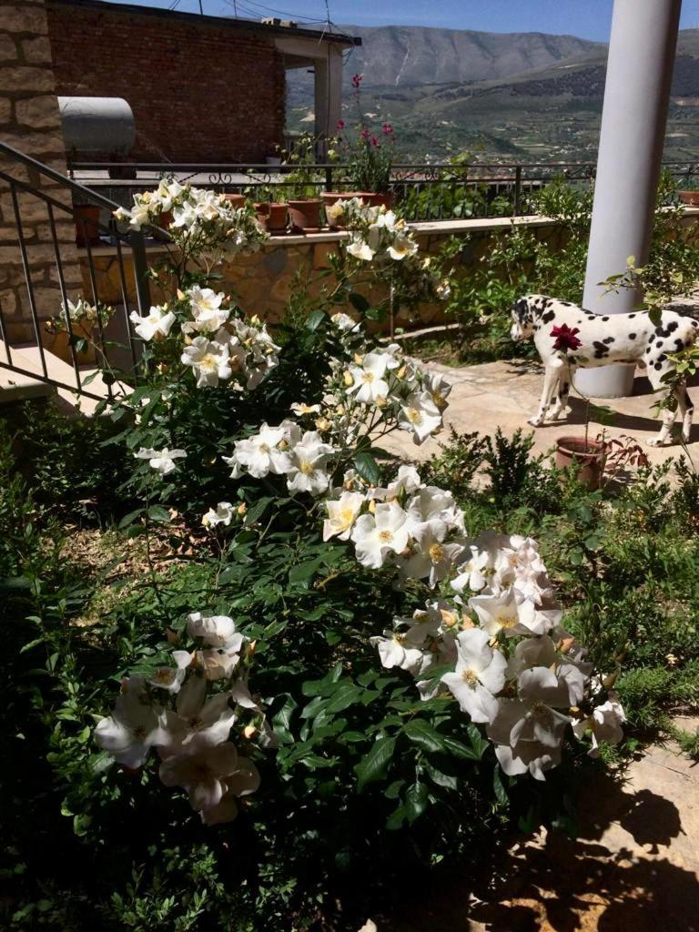 Guesthouse Villa Rosa Berat Room photo